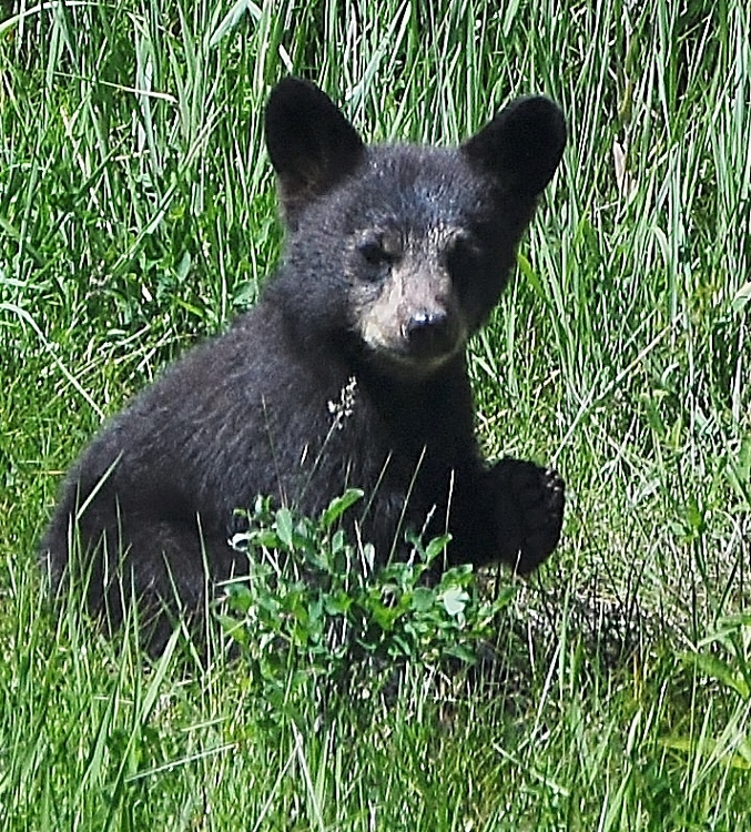 black bear cub